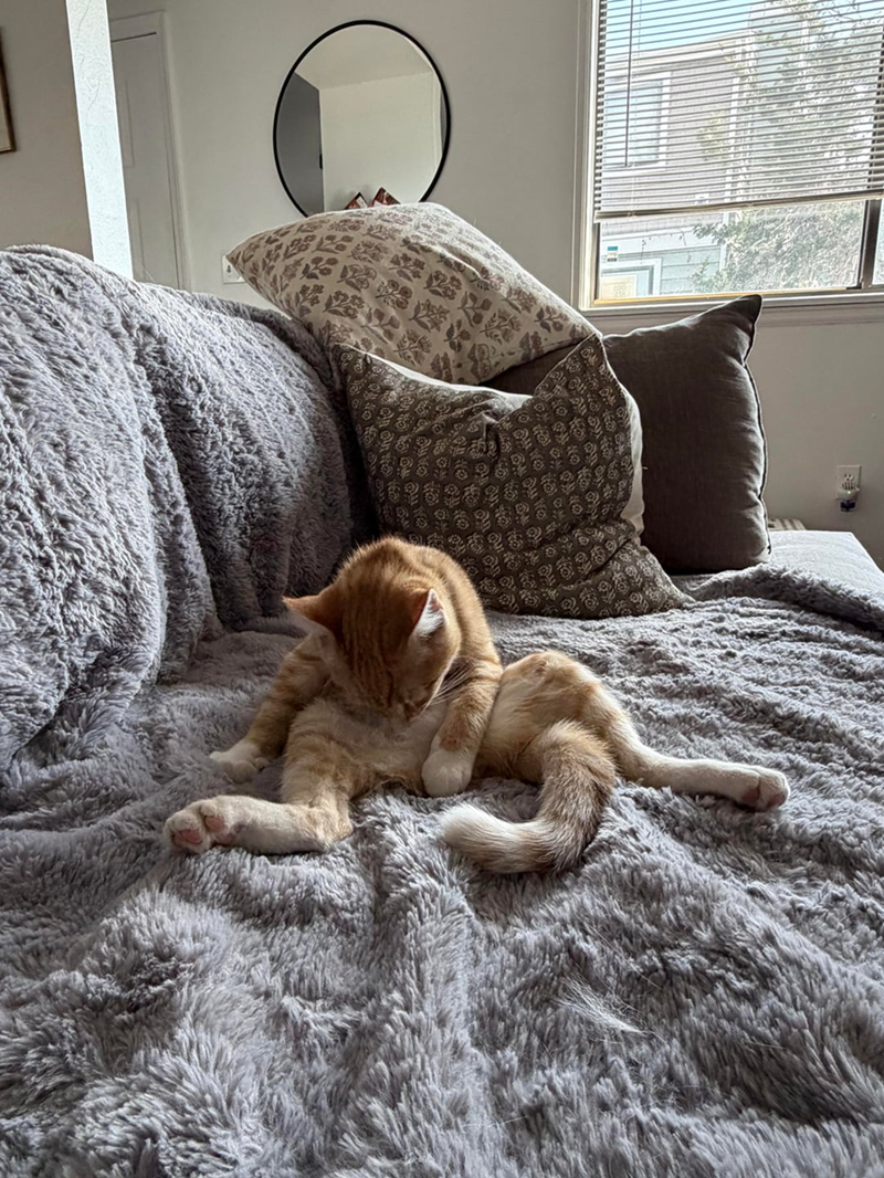 Cheezburger Image 10625523200