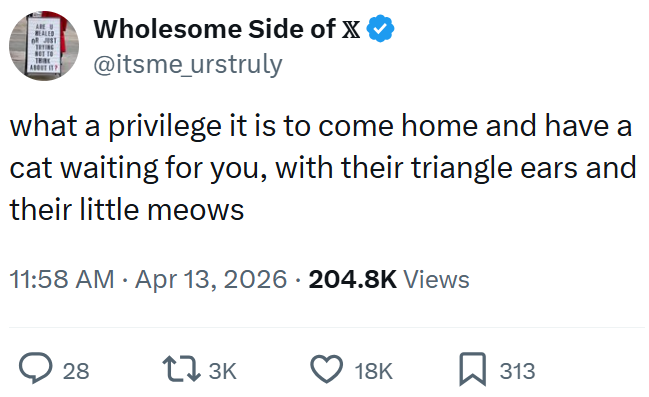 ARE U WEALED Wholesome Side of X @itsme_urstruly what a privilege it is to come home and have a cat waiting for you, with their triangle ears and their little meows 11:58 AM Apr 13, 2026 204.8K Views 28 173K 18K ☐ 313