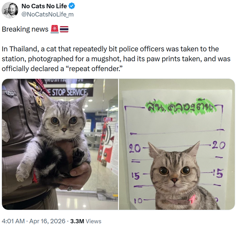 No Cats No Life @NoCatsNoLife_m Breaking news In Thailand, a cat that repeatedly bit police officers was taken to the station, photographed for a mugshot, had its paw prints taken, and was officially declared a "repeat offender." E STOP SERVICE 4:01 AM - Apr 16, 2026 - 3.3M Views สน.คลองตันก 12151 20- -20 15 10-