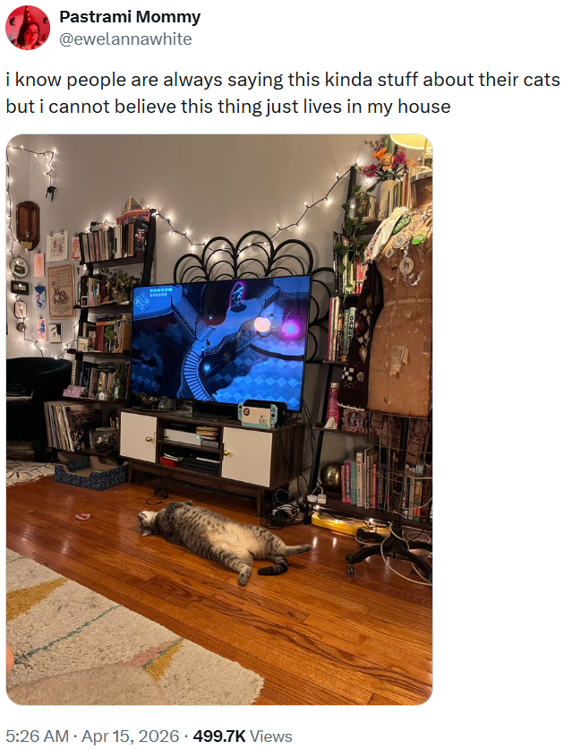 Pastrami Mommy @ewelannawhite i know people are always saying this kinda stuff about their cats but i cannot believe this thing just lives in my house www • • 5:26 AM ⚫ Apr 15, 2026 499.7K Views