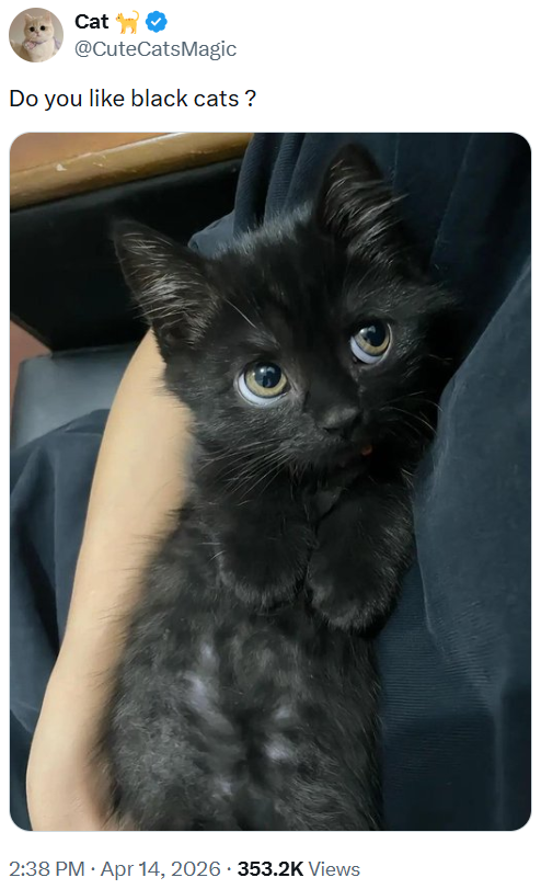 Cat @CuteCatsMagic Do you like black cats? 2:38 PM - Apr 14, 2026 353.2K Views