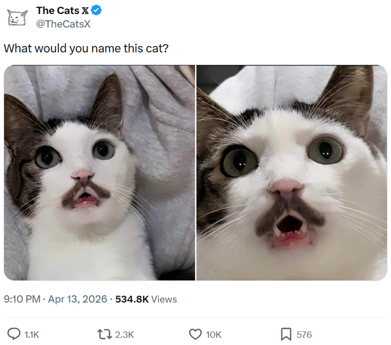 The Cats X @TheCatsX What would you name this cat? 9:10 PM - Apr 13, 2026 - 534.8K Views 1.1K 2.3K 10K ☐ 576