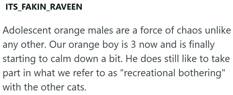 ITS_FAKIN_RAVEEN Adolescent orange males are a force of chaos unlike any other. Our orange boy is 3 now and is finally starting to calm down a bit. He does still like to take part in what we refer to as "recreational bothering" with the other cats.