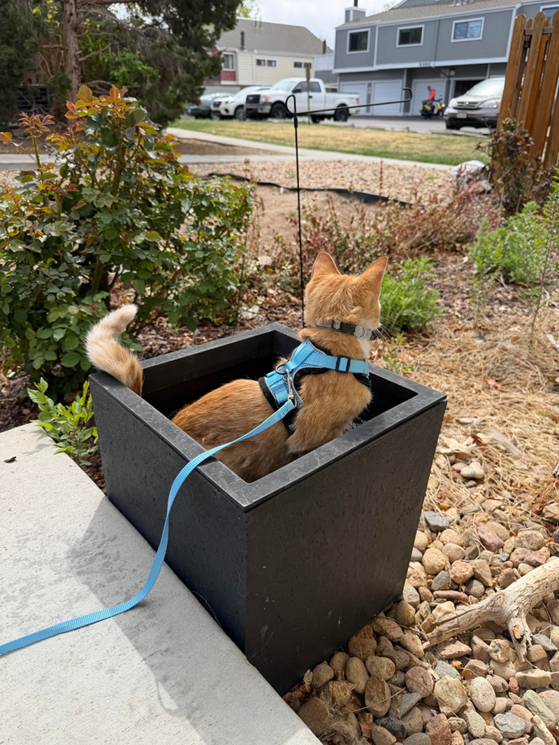 Cheezburger Image 10625526528