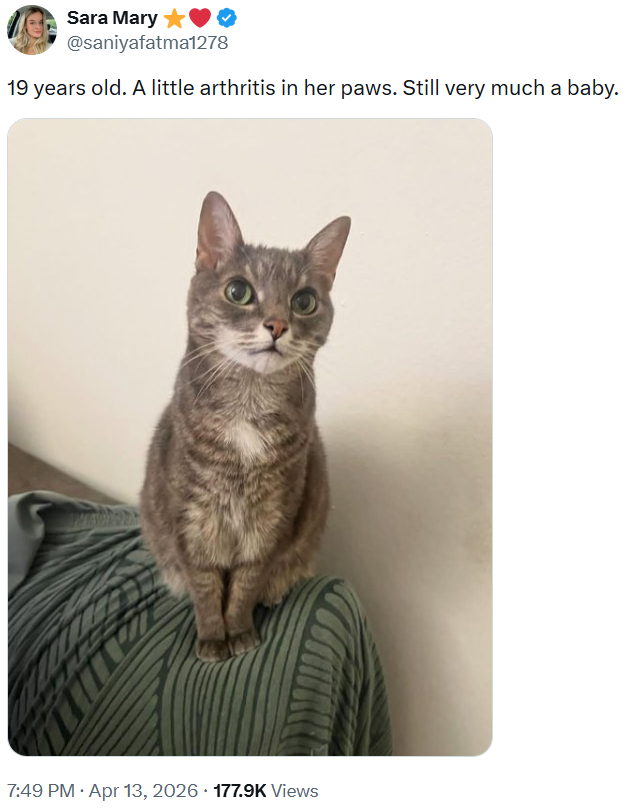 Sara Mary⭑ @saniyafatma1278 19 years old. A little arthritis in her paws. Still very much a baby. . • 7:49 PM • Apr 13, 2026 177.9K Views