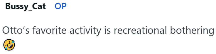 Bussy_Cat OP Otto's favorite activity is recreational bothering