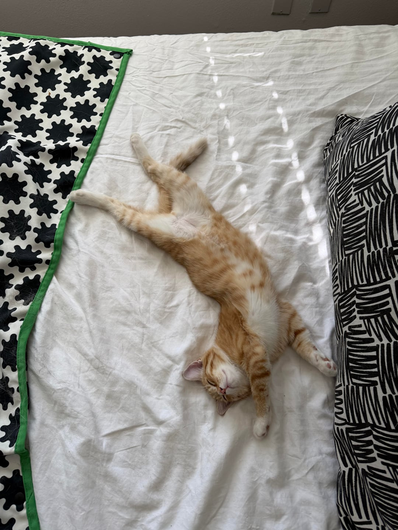 Cheezburger Image 10625528576