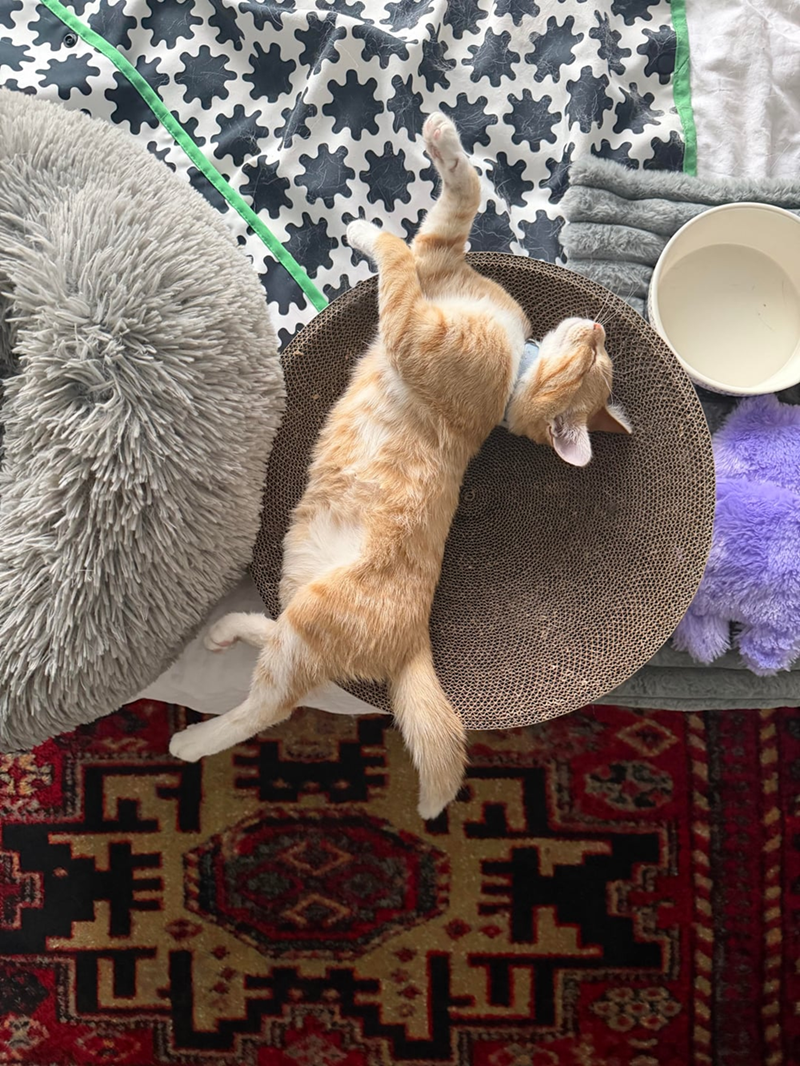 Cheezburger Image 10625529344