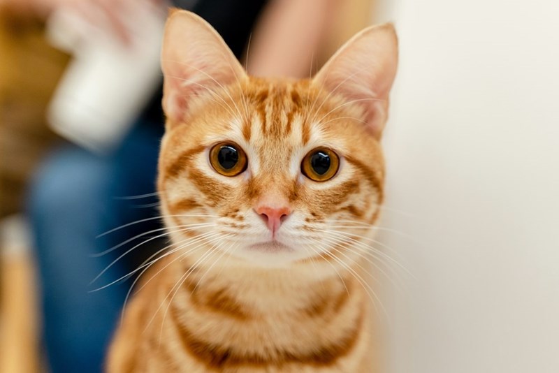 Picture of a cute orange cat with brown eyes. 