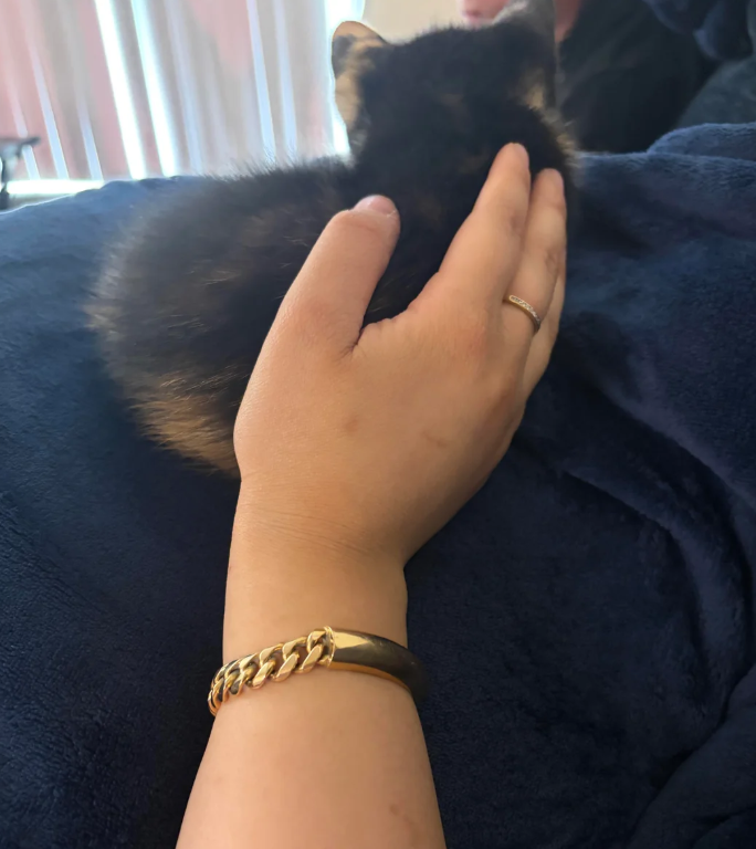 Cheezburger Image 10625530624