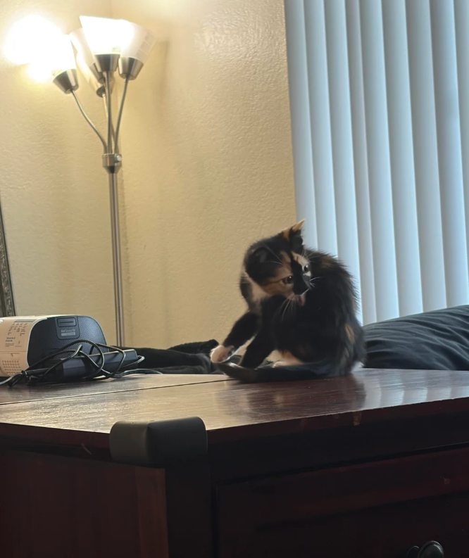 Cheezburger Image 10625530880