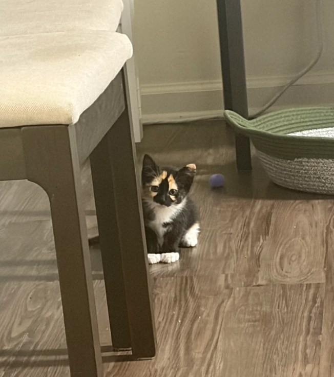 Cheezburger Image 10625531648