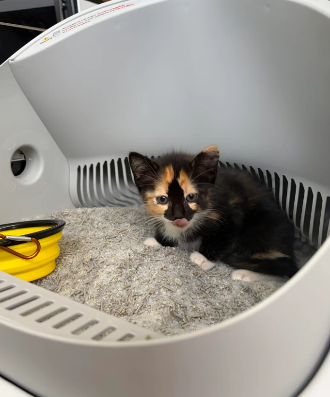 Cheezburger Image 10625533440