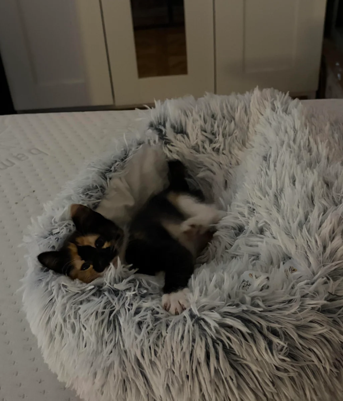 Cheezburger Image 10625533696