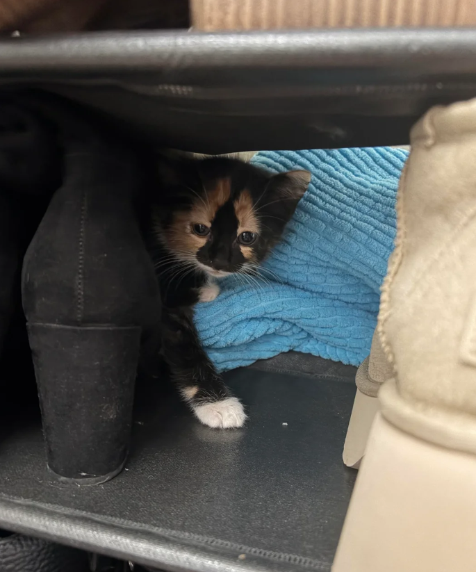 Cheezburger Image 10625534464