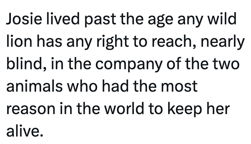 Josie lived past the age any wild lion has any right to reach, nearly blind, in the company of the two animals who had the most reason in the world to keep her alive.