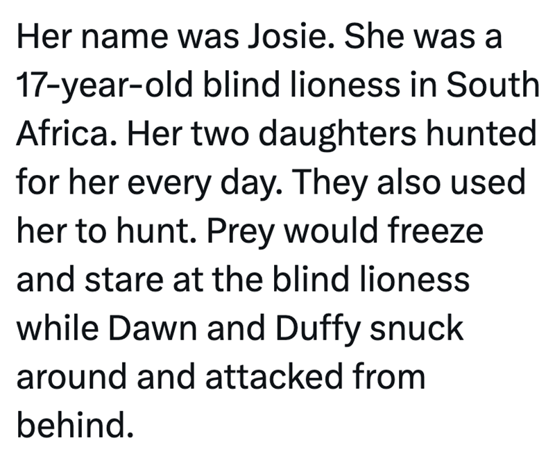 Her name was Josie. She was a 17-year-old blind lioness in South Africa. Her two daughters hunted for her every day. They also used her to hunt. Prey would freeze and stare at the blind lioness while Dawn and Duffy snuck around and attacked from behind.