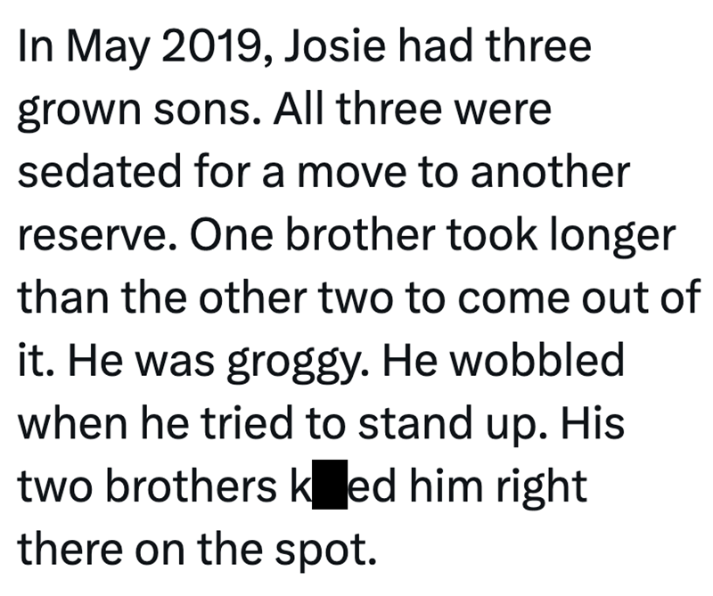 In May 2019, Josie had three grown sons. All three were sedated for a move to another reserve. One brother took longer than the other two to come out of it. He was groggy. He wobbled when he tried to stand up. His two brothers kned him right there on the spot.