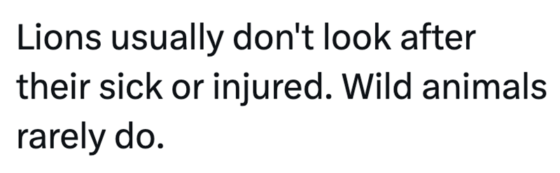Lions usually don't look after their sick or injured. Wild animals rarely do.