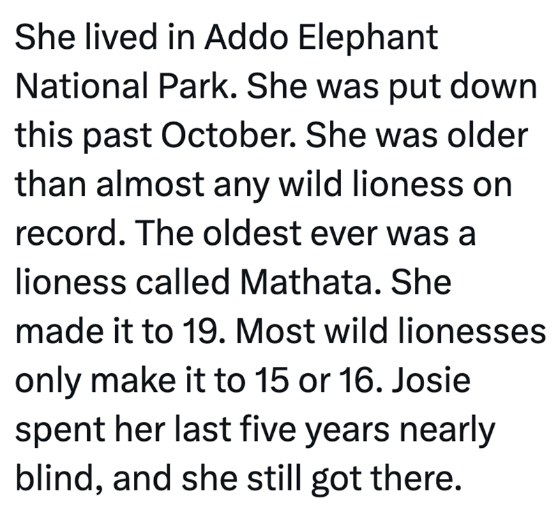 She lived in Addo Elephant National Park. She was put down this past October. She was older than almost any wild lioness on record. The oldest ever was a lioness called Mathata. She made it to 19. Most wild lionesses only make it to 15 or 16. Josie spent her last five years nearly blind, and she still got there.
