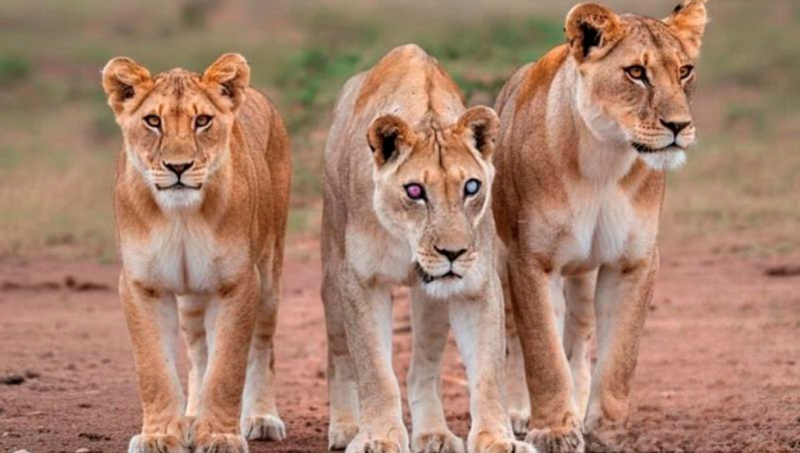 Cheezburger Image 10625536768