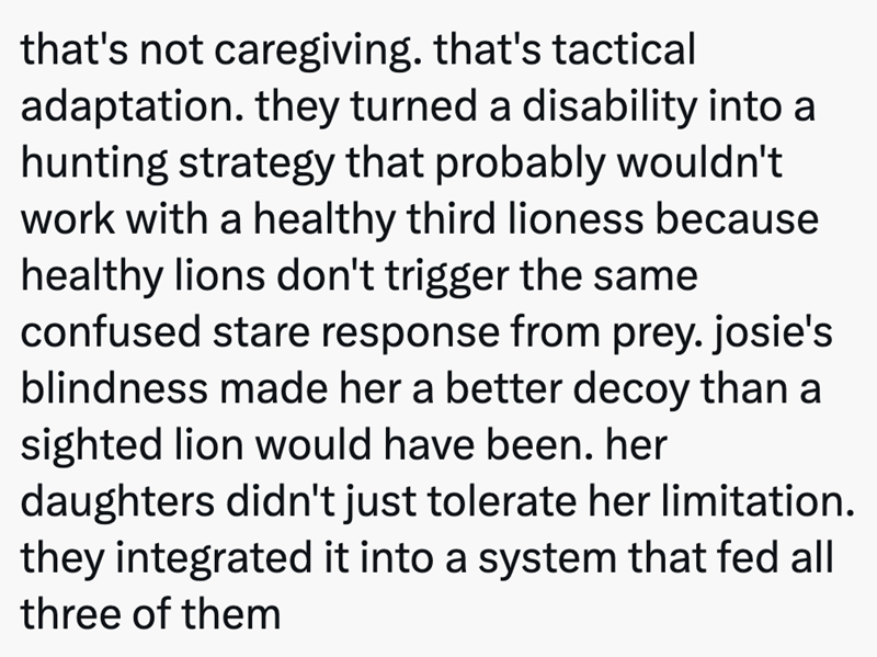that's not caregiving. that's tactical adaptation. they turned a disability into a hunting strategy that probably wouldn't work with a healthy third lioness because healthy lions don't trigger the same confused stare response from prey. josie's blindness made her a better decoy than a sighted lion would have been. her daughters didn't just tolerate her limitation. they integrated it into a system that fed all three of them