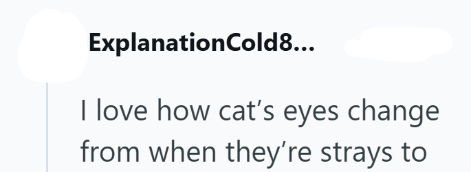 ExplanationCold8... I love how cat's eyes change from when they're strays to
