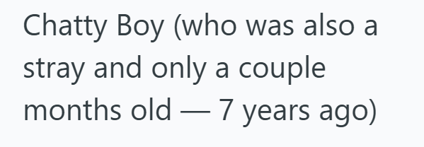 Chatty Boy (who was also a stray and only a couple months old - 7 years ago)