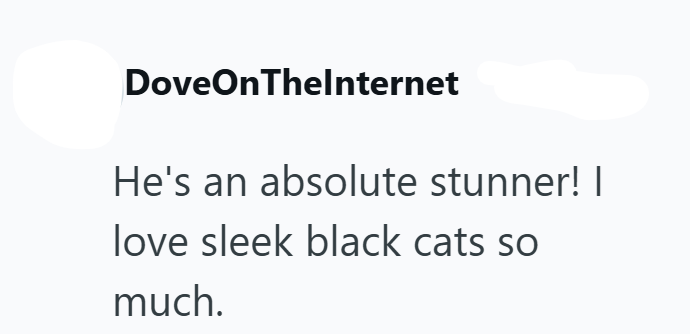 DoveOnThelnternet He's an absolute stunner! | love sleek black cats so much.