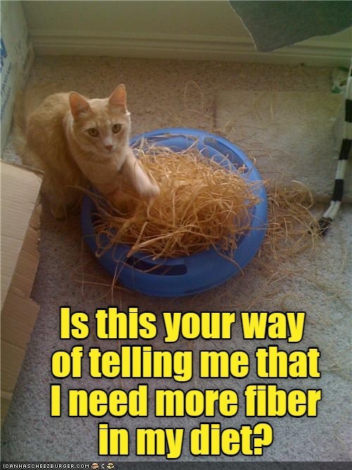 Cheezburger Image 10625563648