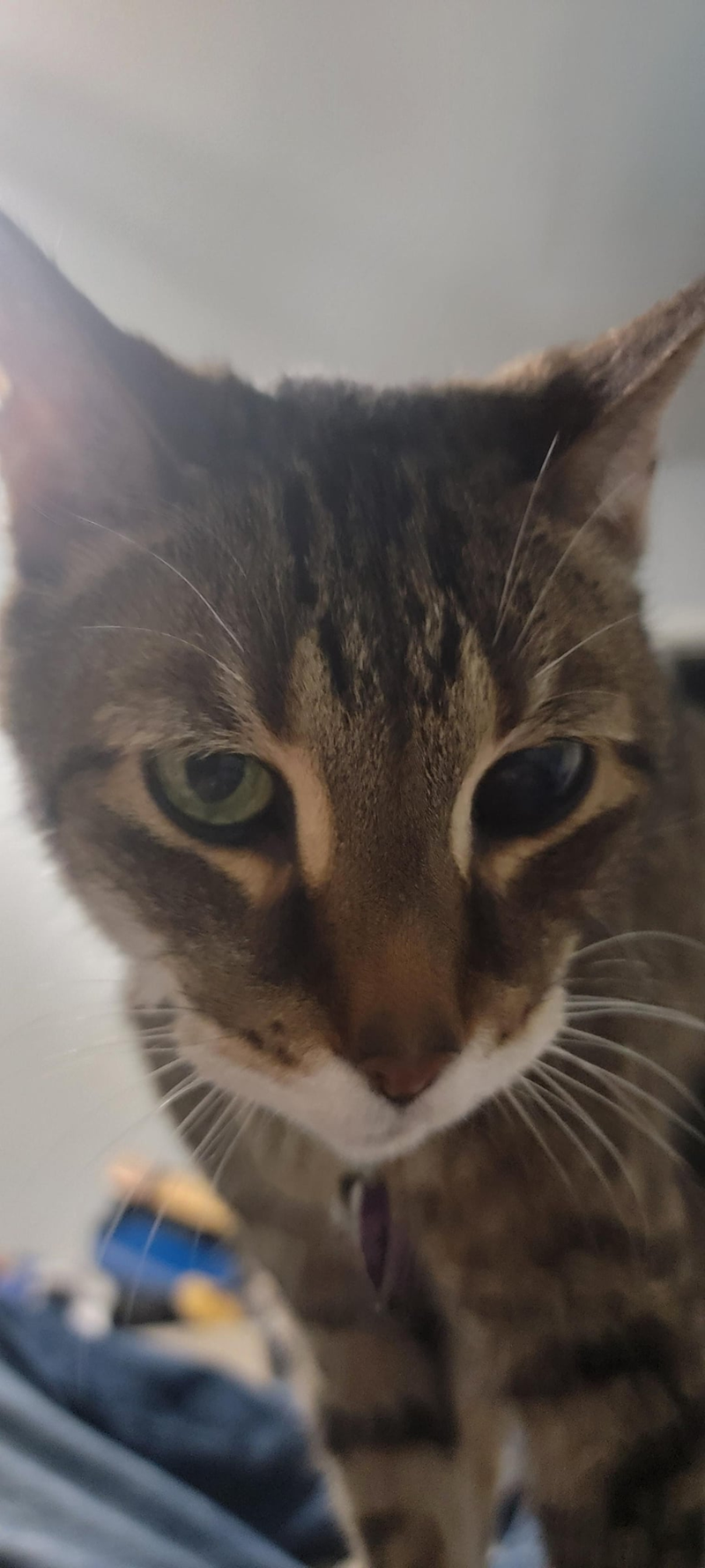 Cheezburger Image 10625579008