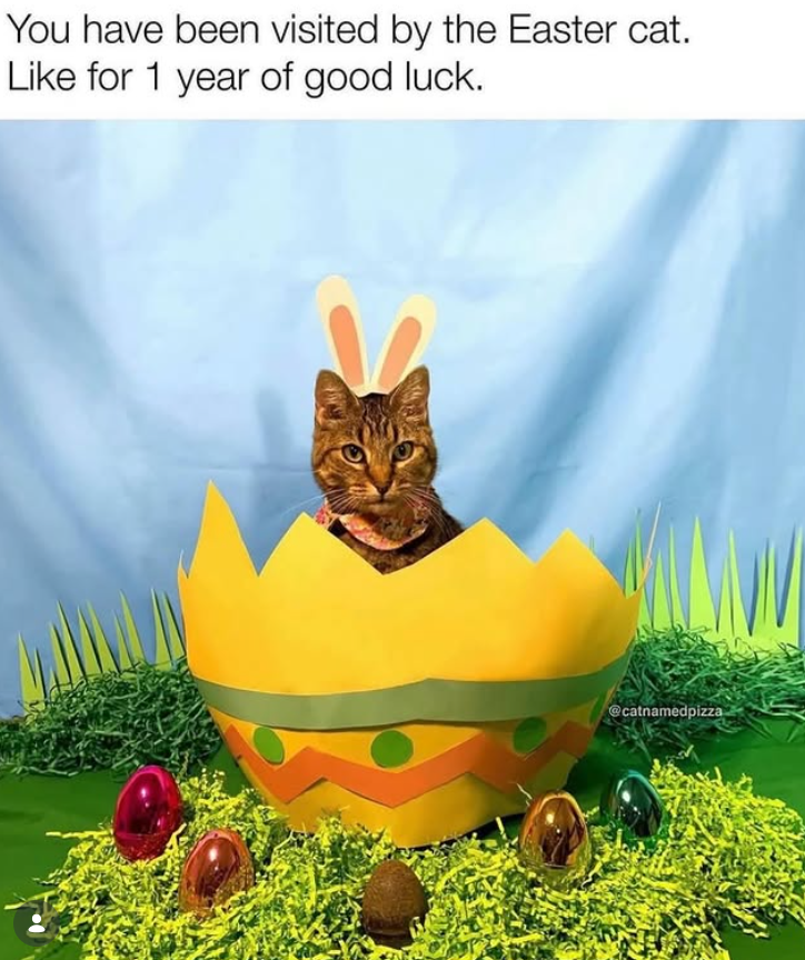 You have been visited by the Easter cat. Like for 1 year of good luck. @catnamedpizza