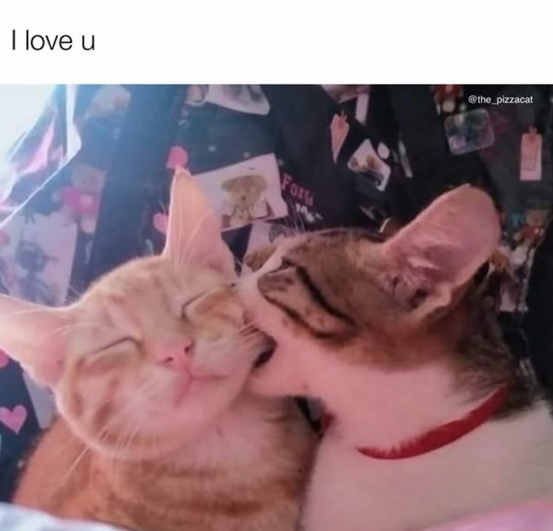 I love u Forg @the_pizzacat