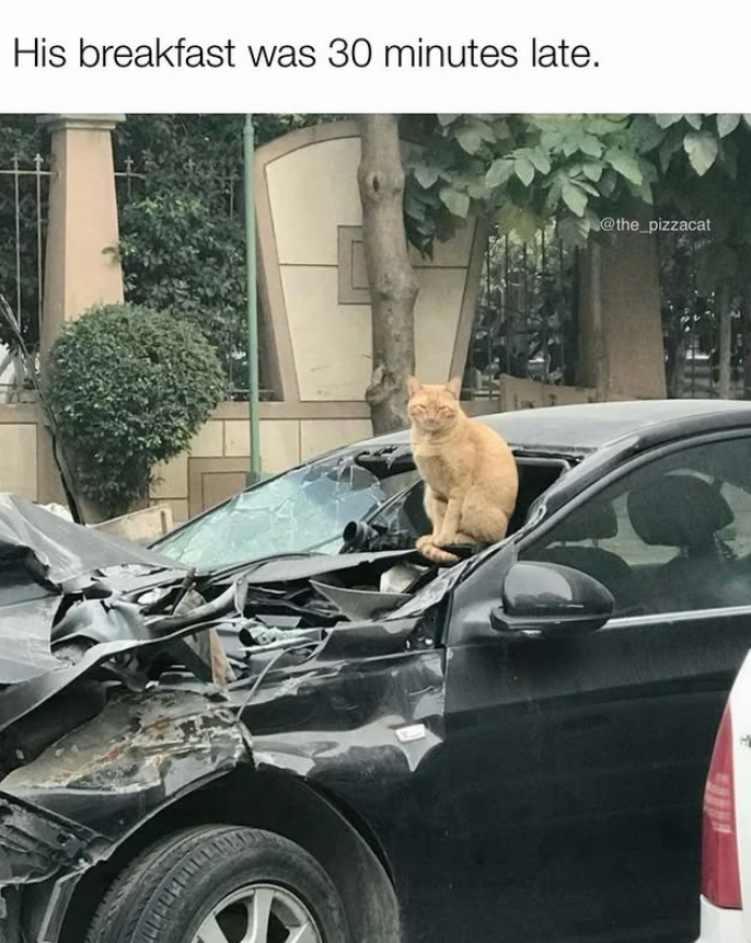 His breakfast was 30 minutes late. @the_pizzacat