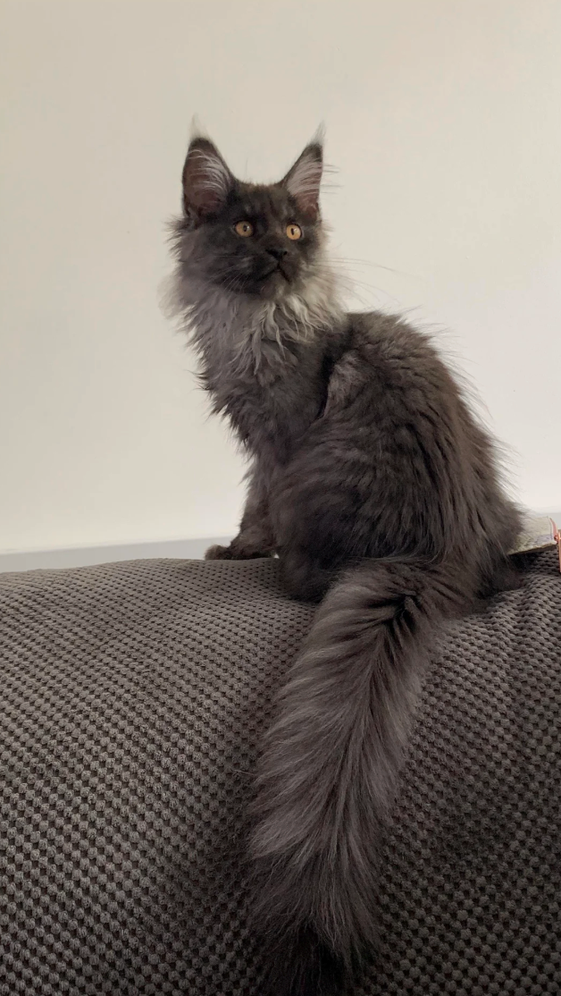 Cheezburger Image 10625594112