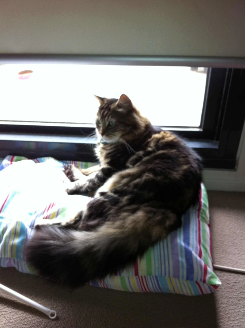 Cheezburger Image 10625594624