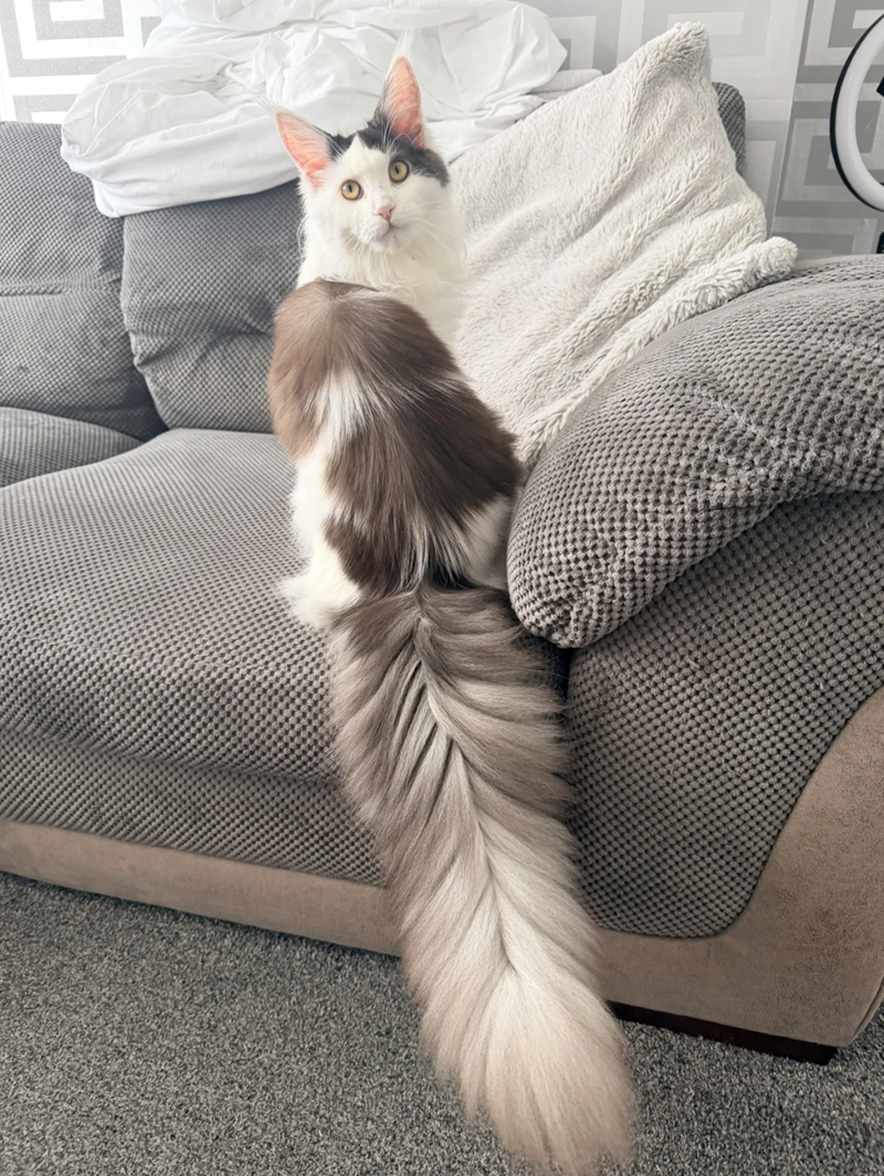 Cheezburger Image 10625594880