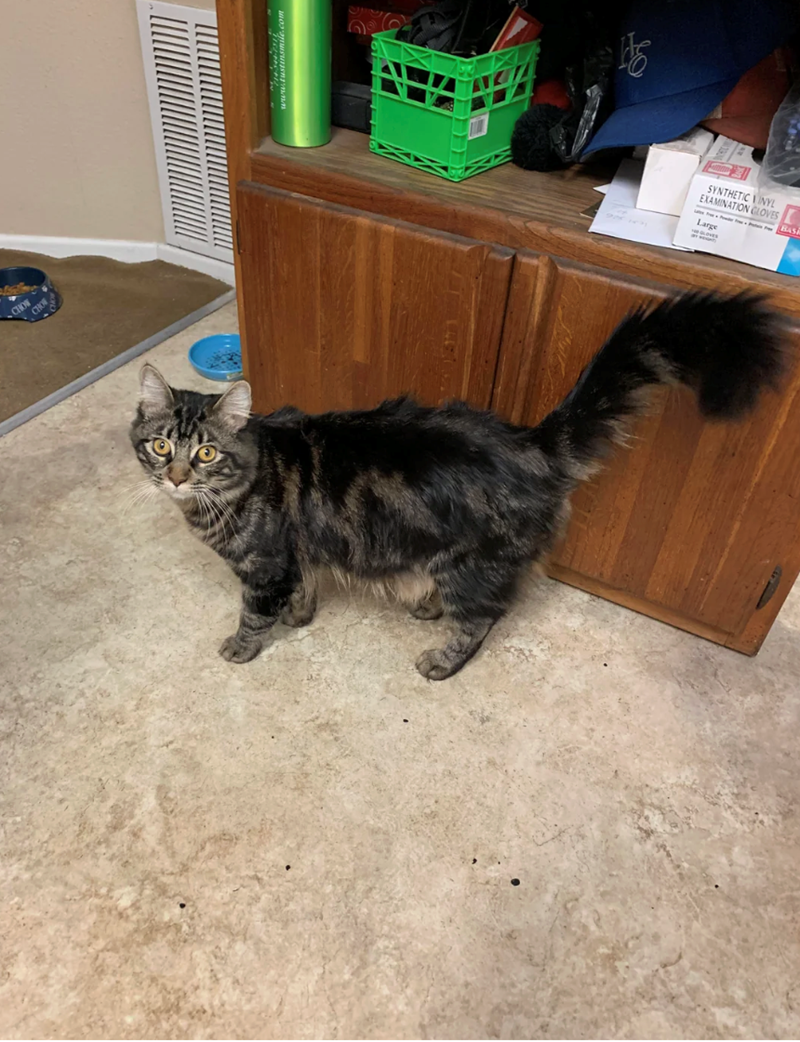 CHOW CHO 5 SYNTHETIC VINYL EXAMINATION GLOVES Large