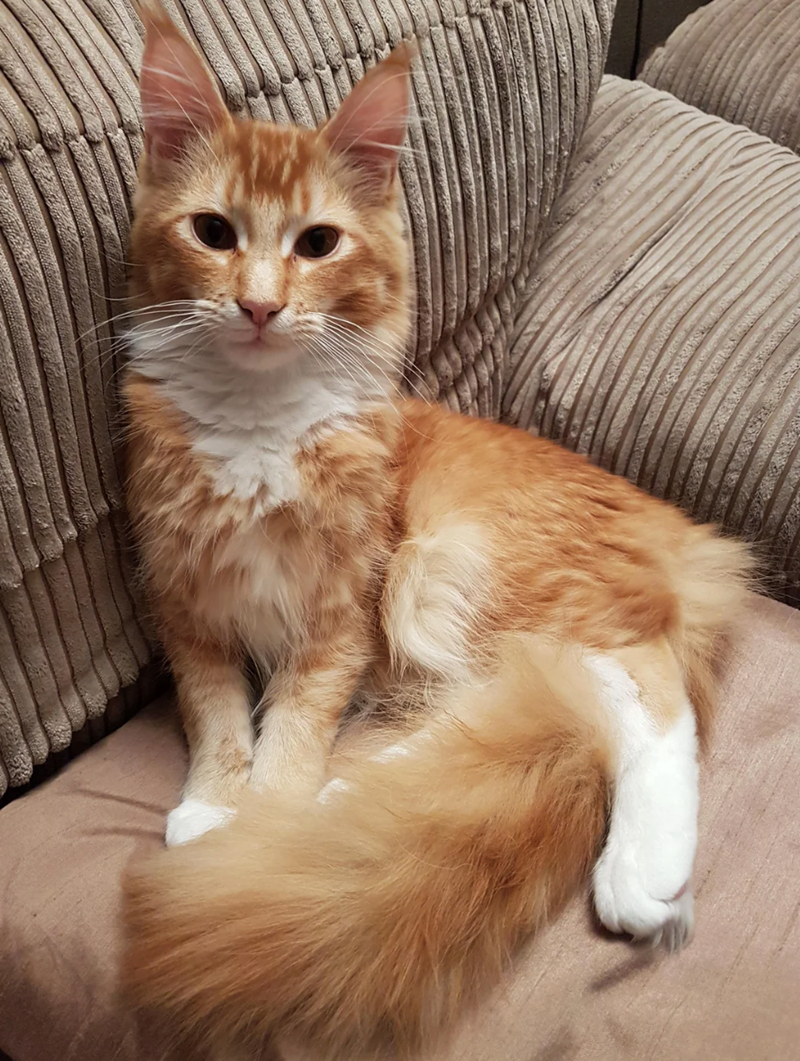 Cheezburger Image 10625595904