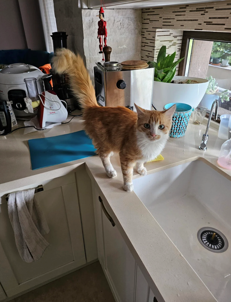 Cheezburger Image 10625596160