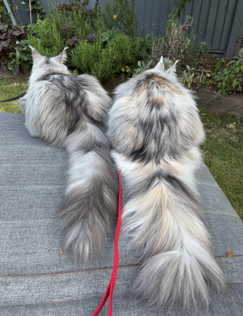 Cheezburger Image 10625596928