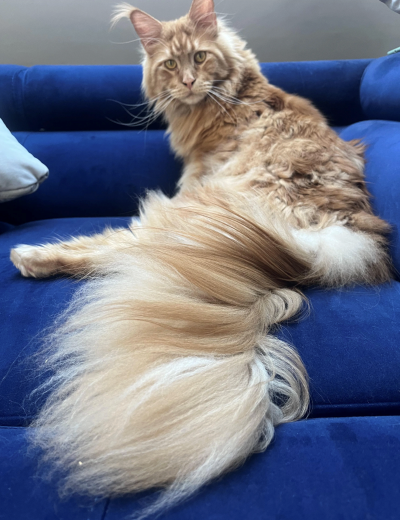 Cheezburger Image 10625597184