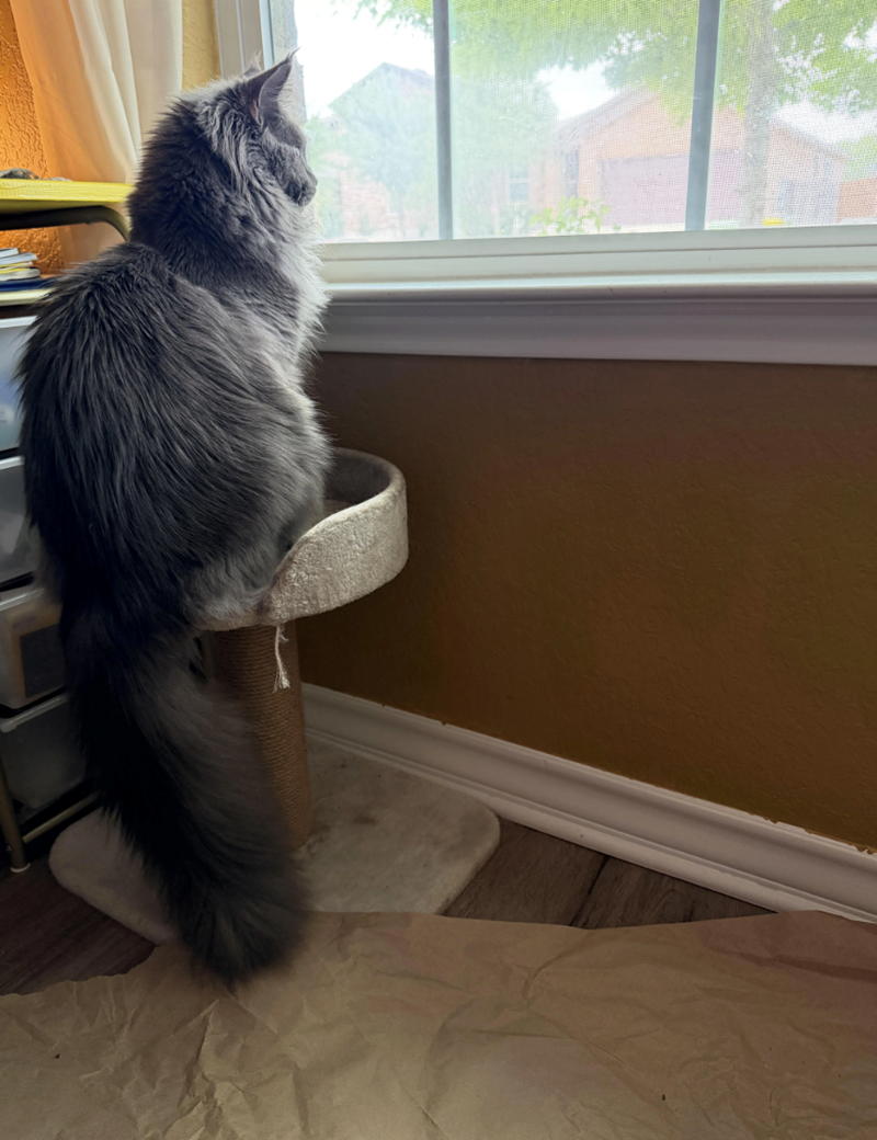 Cheezburger Image 10625597696