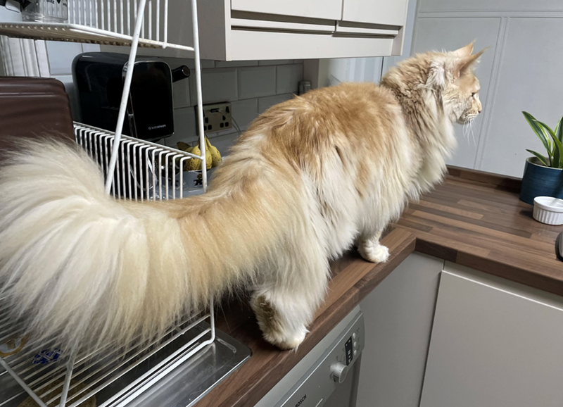 Cheezburger Image 10625597952