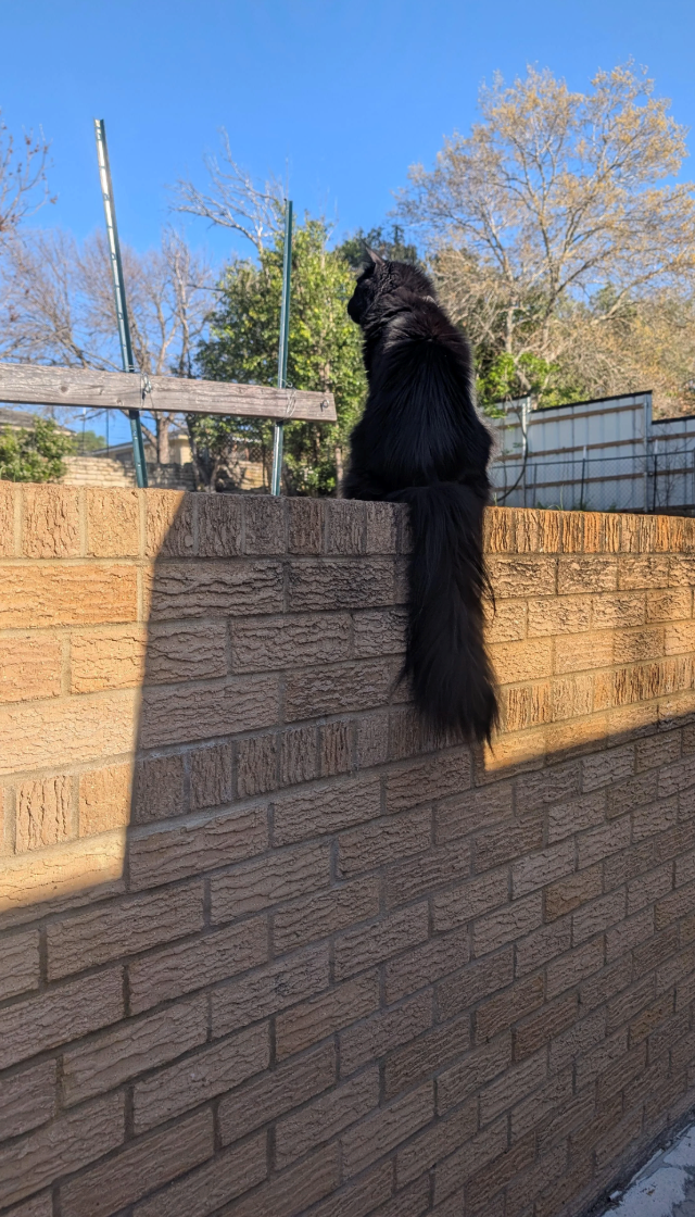 Cheezburger Image 10625598208