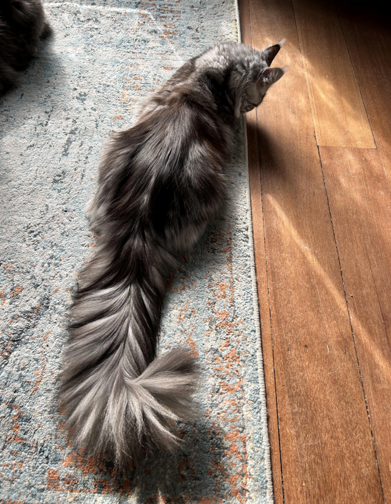 Cheezburger Image 10625598464