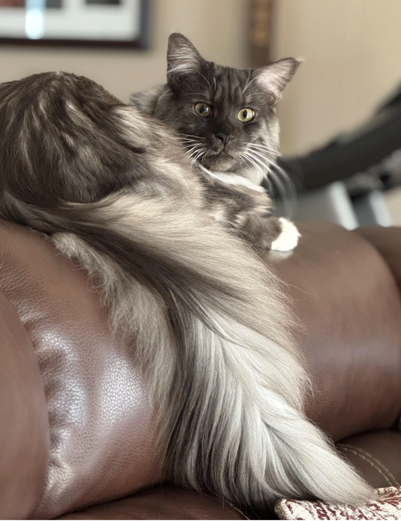 Cheezburger Image 10625598720