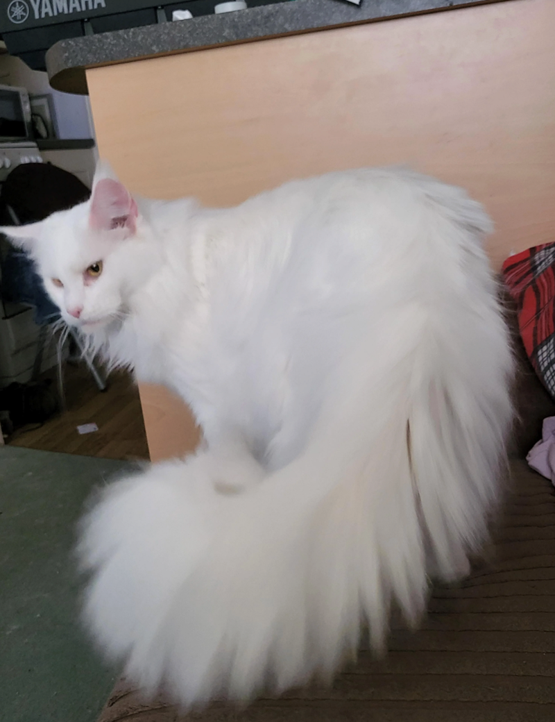 Cheezburger Image 10625598976