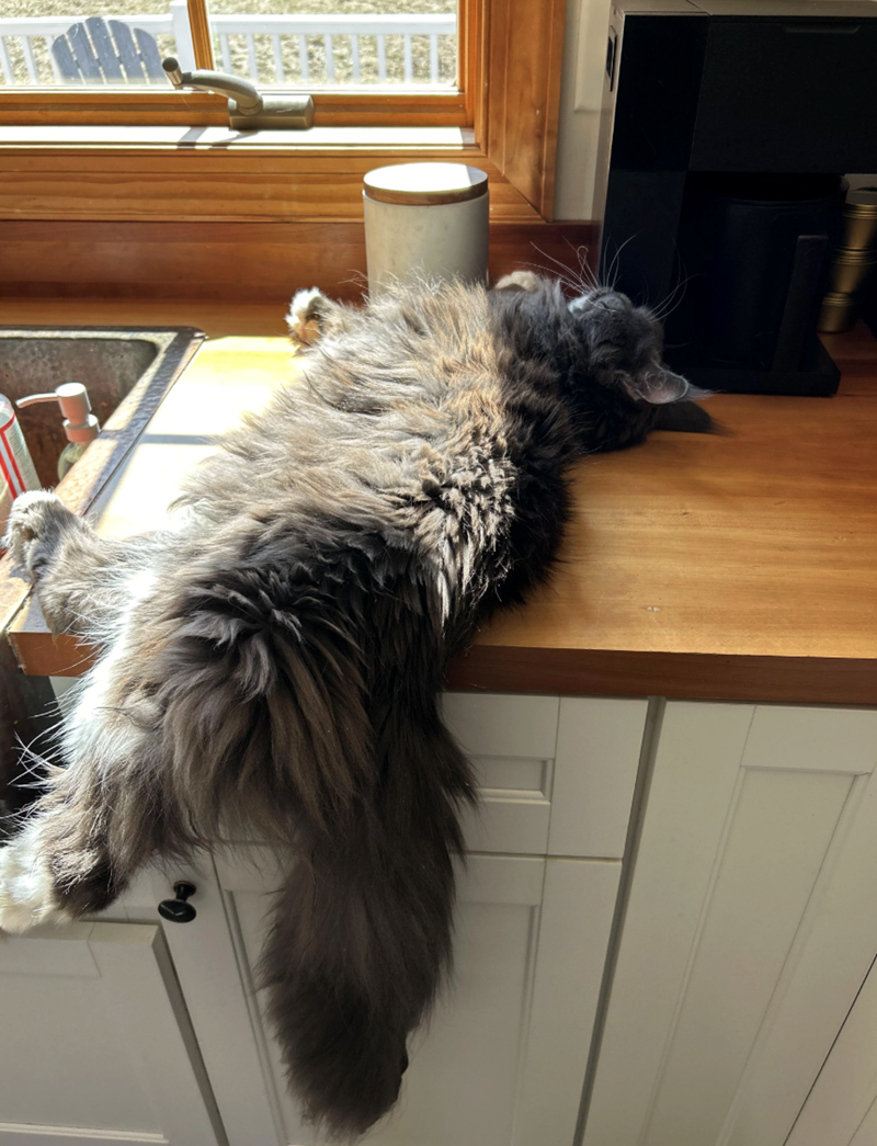 Cheezburger Image 10625599232