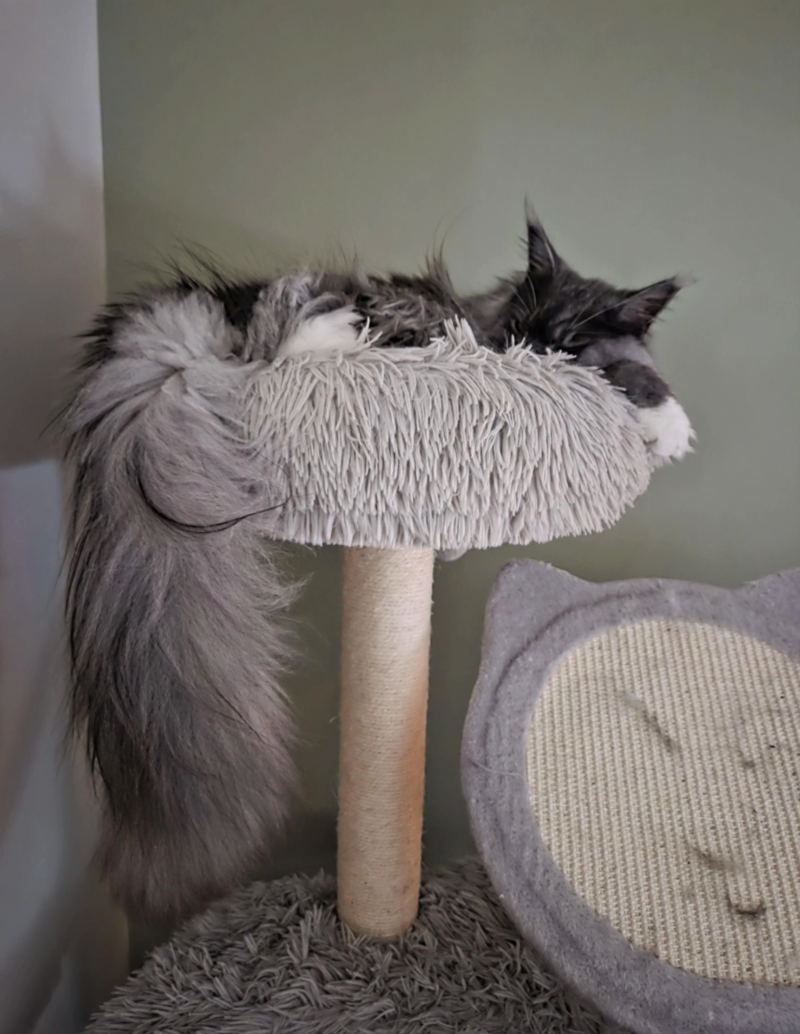 Cheezburger Image 10625599744